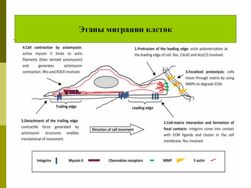 Этапы миграции. Поисковая миграция клеток. Миграция клеток механизм движения.