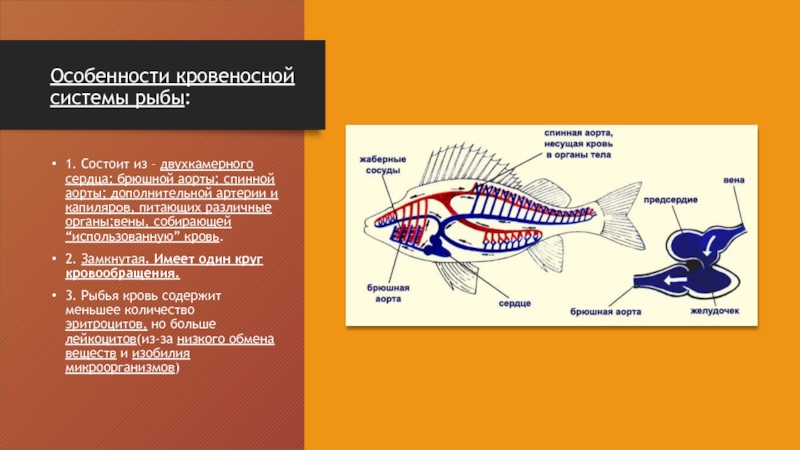 Двухкамерное сердце состоит. Кровеносная система рыб замкнутая или незамкнутая. Кровеносная система рыб замкнутая и состоит из. Кровеносная система рыб схема. Особенности кровеносной системы рыб.