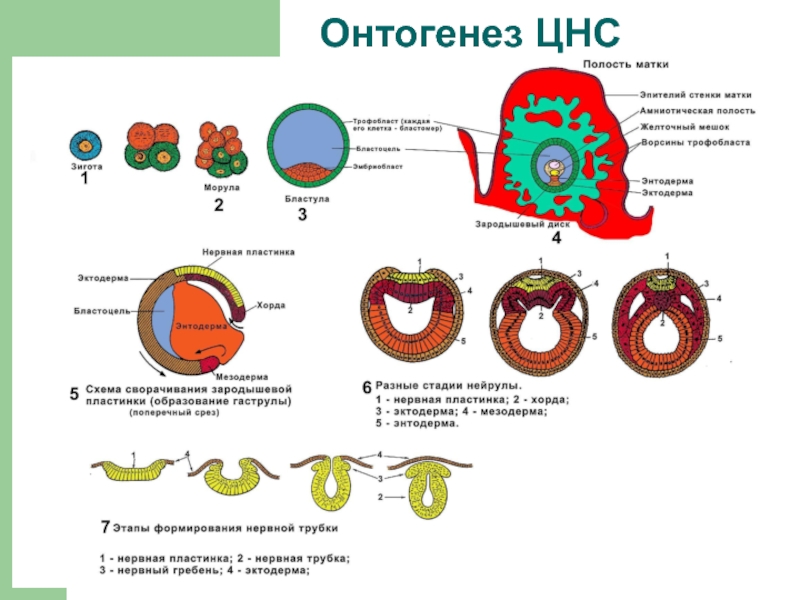 АНАТОМИЯ ЦНС
Лекция 2
Филогенез нервной системы
Онтогенез ЦНС у человека Онтогенез ЦНС Онтогенез ЦНС