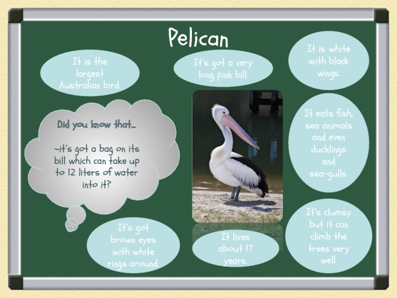 PelicanDid you know that…~it’s got a bag on its bill which can take up to 12 liters