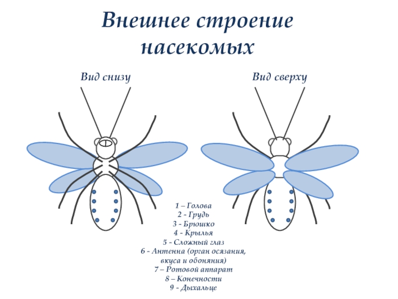 Внешнее строение насекомых. Строение насекомого вид сверху. Строение насекомых сверху. Строение насекомого сверху снизу.