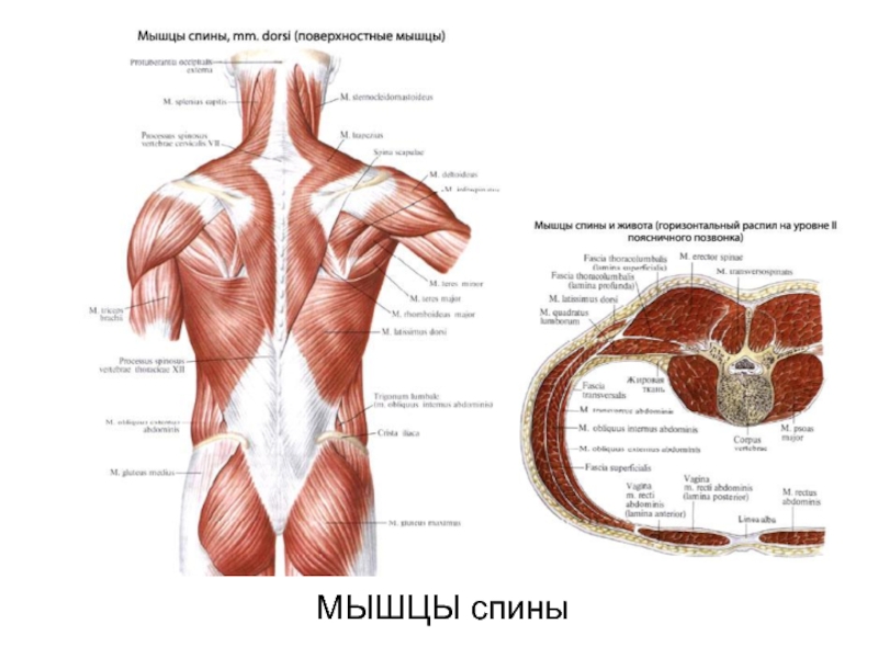 Поверхностные мышцы спины анатомия Федюкович