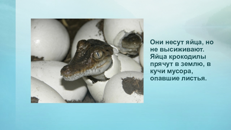 Они несут яйца, но не высиживают. Яйца крокодилы прячут в землю, в кучи мусора, опавшие листья.