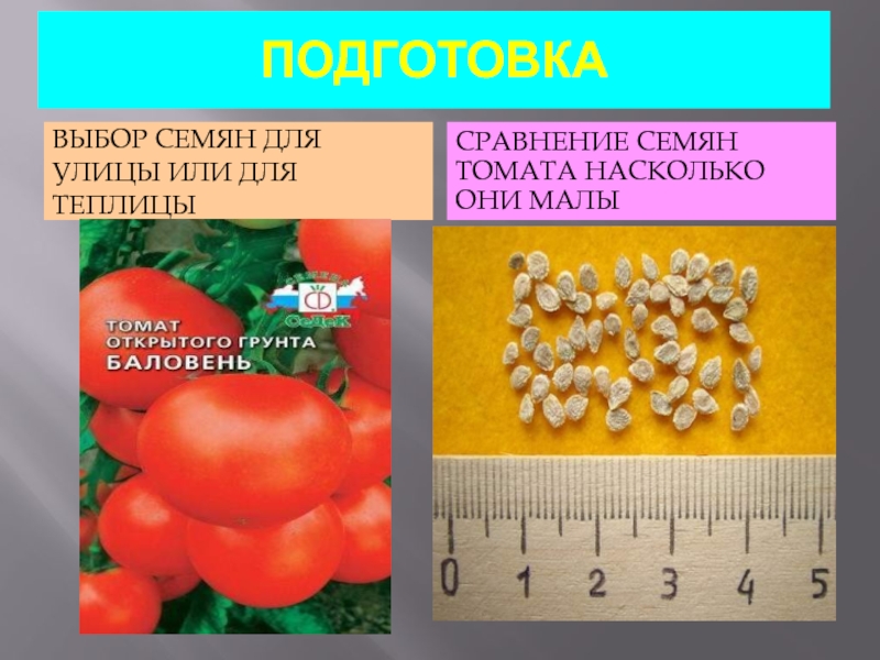 Размер семян томата