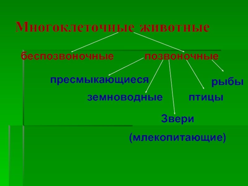 Диаграмма животные позвоночные беспозвоночные