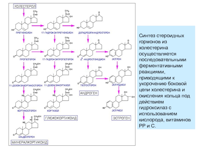 Схема синтеза стероидных гормонов