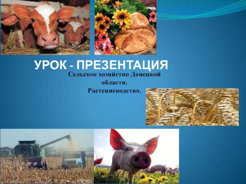 Презентация по географии Сельское хозяйство ДНР