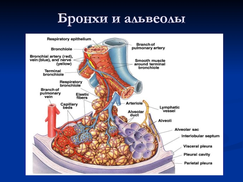 Альвеолы это. Бронхи и альвеолы. Сначала бронхи или альвеолы. Рецепторы альвеол. Альвеолы в разрезе.