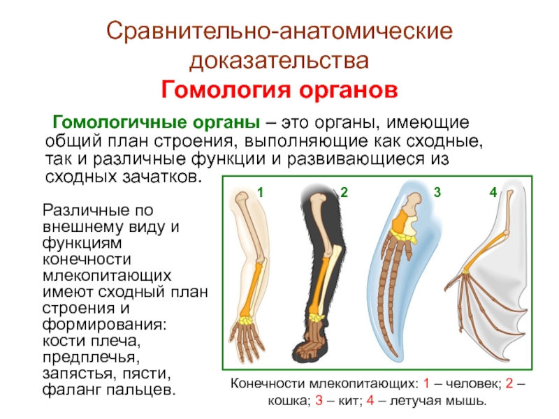 Расположите картинки по сходству гомологичные органы аналогичные органы