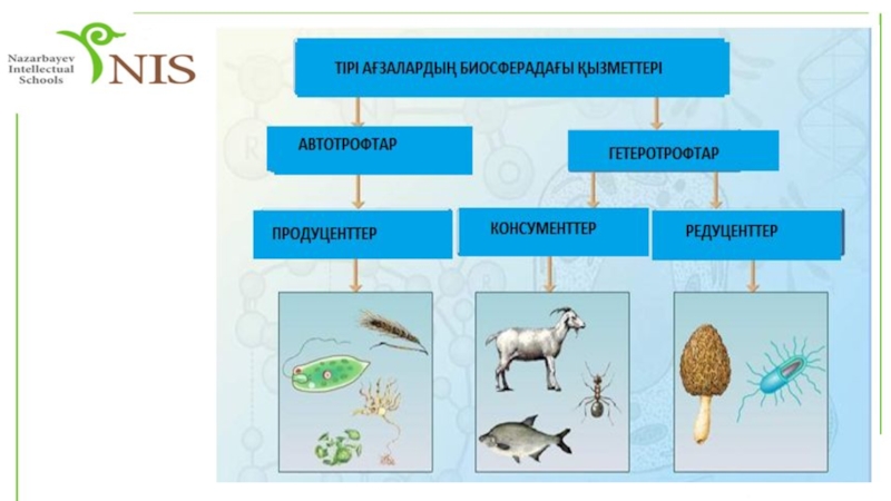 Жануарлар систематика презентация