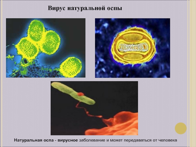 Вирус оспы рисунок