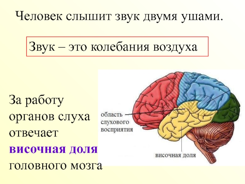 Скорость сигналов мозга. Что отвечает за слух. Функции долей головного мозга.