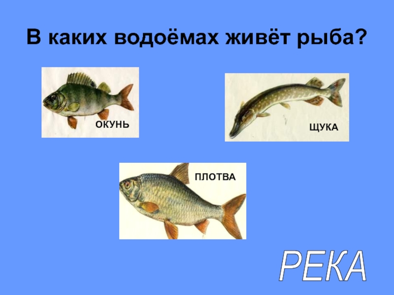 В водоемах живут рыбы. Рыбы обитающие в водоемах. Рыбы живущие в пруду. Щука плотва окунь. Рыбы обитающие в водоёмах Сибири презентация.