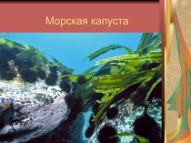 Морская капуста