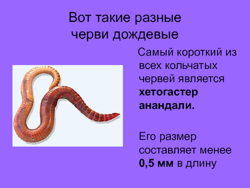 Сообщение о червях. 7 Класс кольчатые черви дождевой червь. Интересные факты о кольчатых червях.