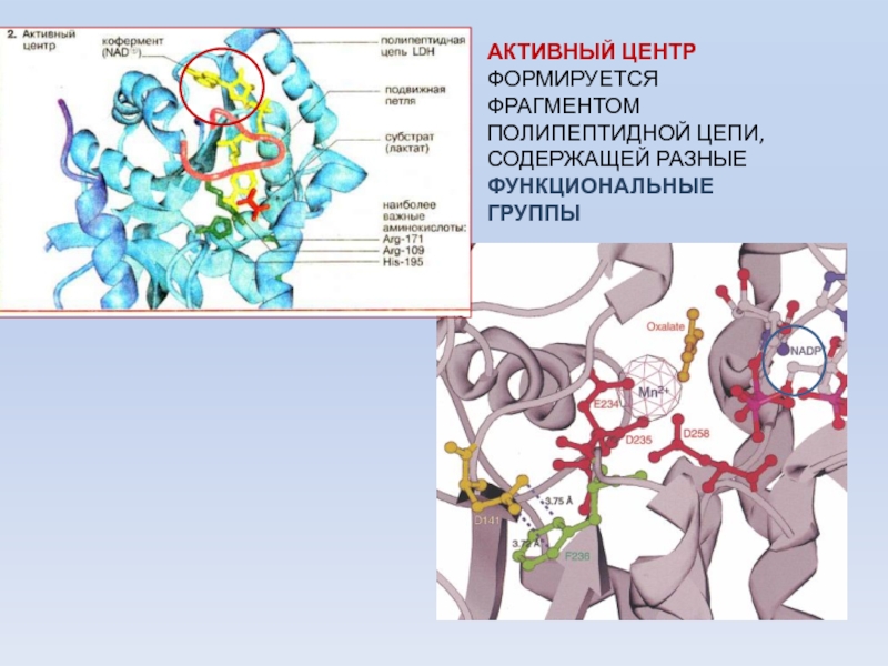 Фрагмент полипептидной цепи. Активный центр формируется. Функциональные группы аминокислот входящие в активный центр. Полипептидные факторы роста.