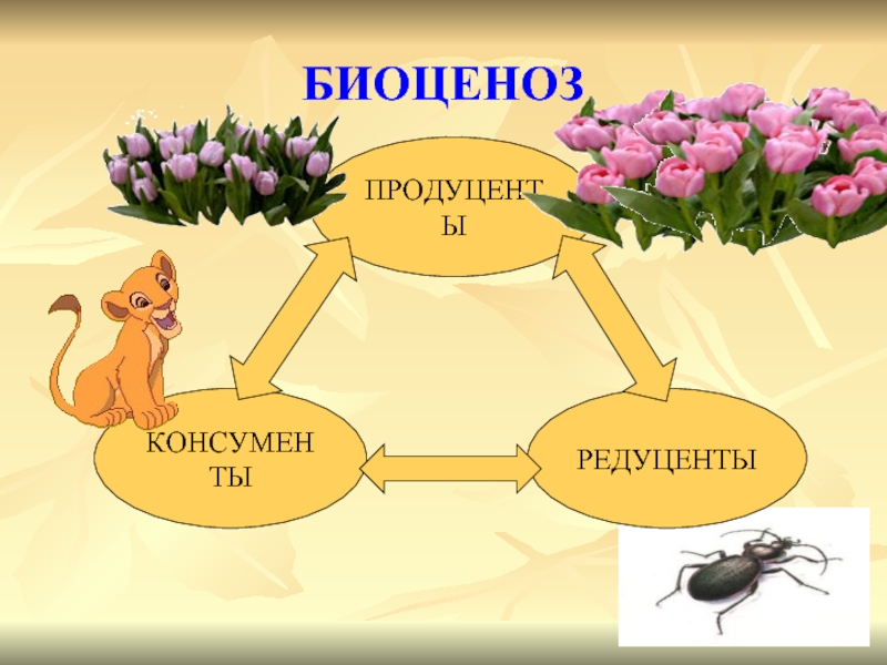 Продуценты консументы и редуценты презентация