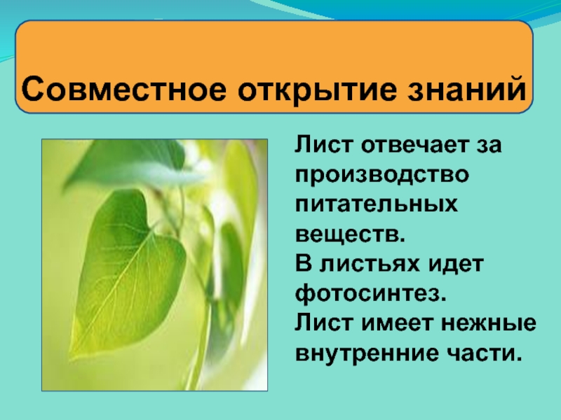 Почему человеку необходимо знания о растениях