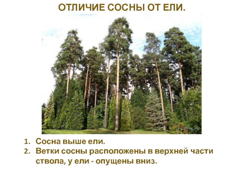 Отличие сосны от лиственницы фото