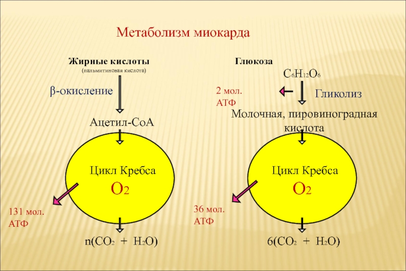 Метаболизм обменных процессов