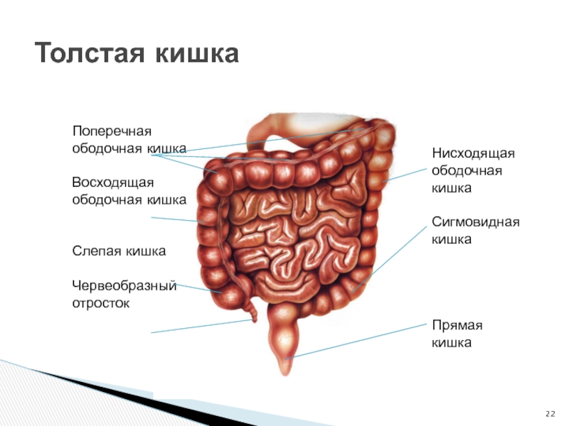 Кишки человеческие рисунок анатомия и физиология человека