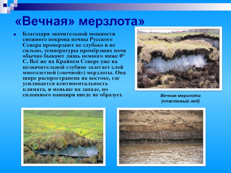 «Вечная» мерзлота» Благодаря значительной мощности снежного покрова почвы Русского Севера промерзают не глубоко и не сильно, температуры