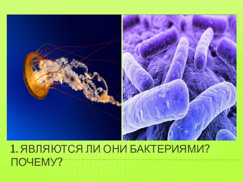 Стебельковые бактерии строение. История изучения бактерий 5 класс. Ученый изучил бактерий. Стебельковые бактерии форма. Почему бактерии считают