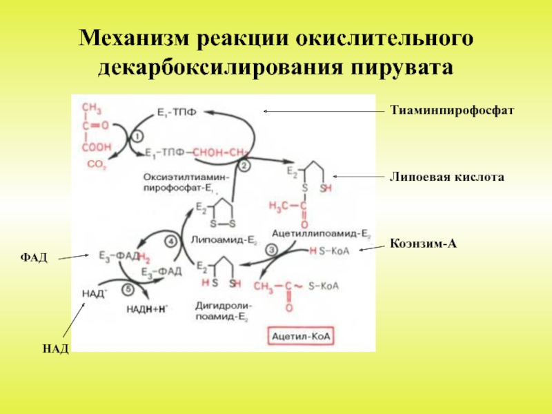 Схема окислительного декарбоксилирования