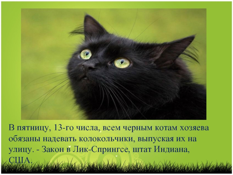 В пятницу, 13-го числа, всем черным котам хозяева обязаны надевать колокольчики, выпуская их на улицу. - Закон
