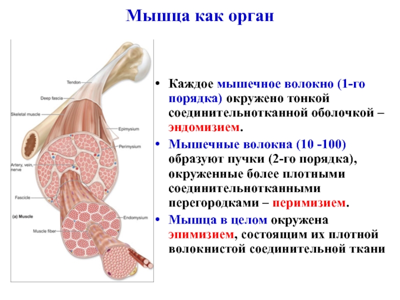 Соединительная оболочка. Тонкие пучки мышечных волокон окружает. Мышца как орган. Соединительнотканная оболочка мышцы. Соединительнотканная оболочка каждого мышечного волокна.