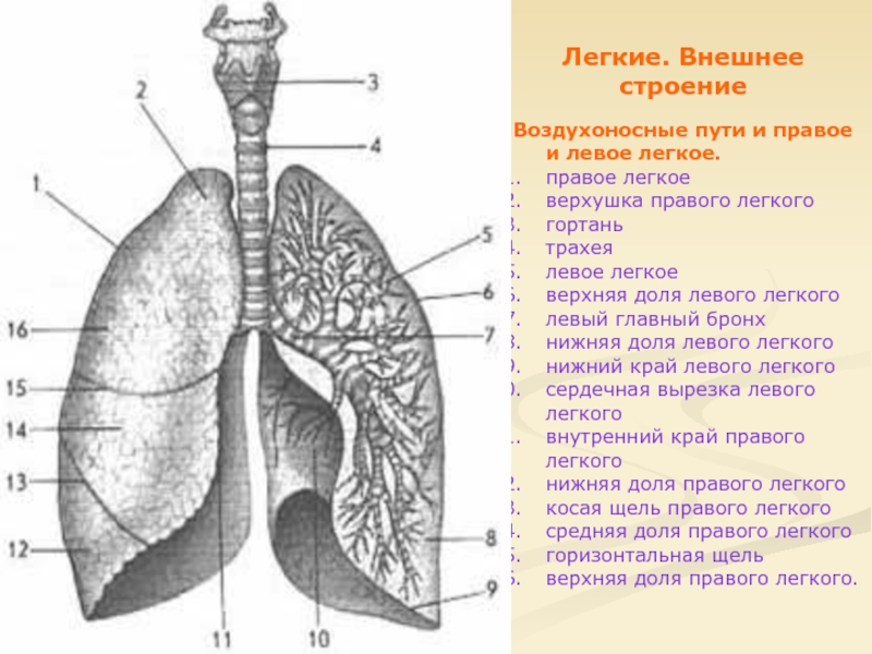 Легкие г. Правое и левое легкие правое легкое верхушка легкого гортань.