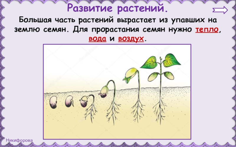 Рост и развитие ребенка презентация 9 класс. Размножение и развитие растений. Схема развития растений. Развитие растения из семени. Развитие растений 3 класс.