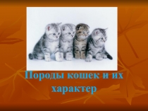 Породы кошек и их характер