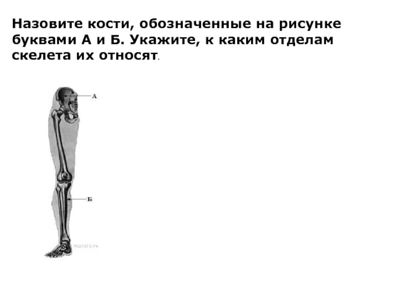 Назовите кости обозначенные на рисунке а и б укажите к каким отделам скелета их относят