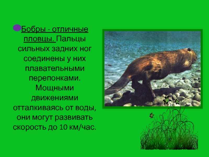 Предложение с бобром. Бобры презентация. Сообщение о бобрах. Сообщение о бобре 4 класс окружающий мир. Доклад о бобрах 4 класс.