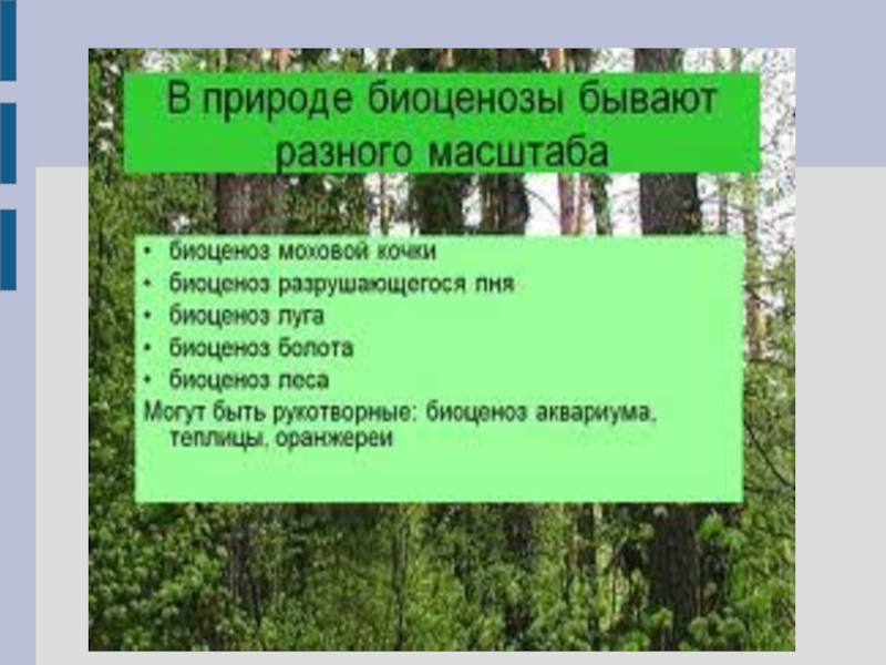 Биоценоз примеры растений. Луг описание биоценоза. Биоценозы Рязанской области проект. Биоценоз в Свердловской области.