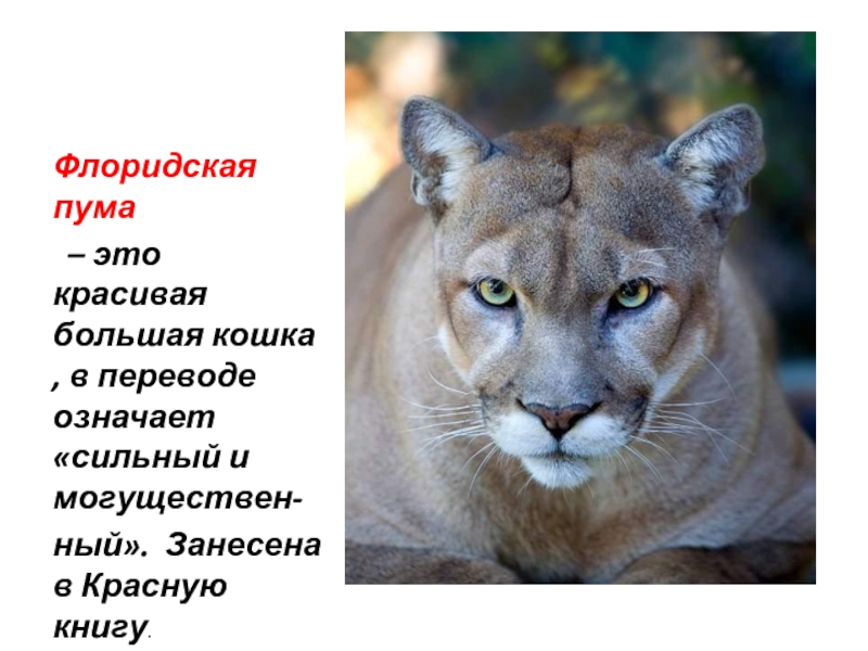 Cougar перевод. Пума красная книга. Красная книга России Флоридская Пума. Животные занесенные в красную книгу Флоридская Пума. Ареал обитания флоридской Пумы.