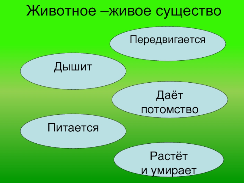 Животное живое существо презентация