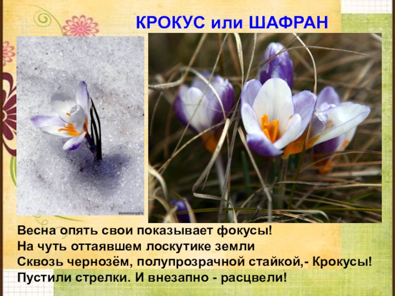 Почему именно крокус выбрали. Крокус Шафран Крымский. Описание цветов крокусы. Крокусы для презентации. Крокус цветок описание.