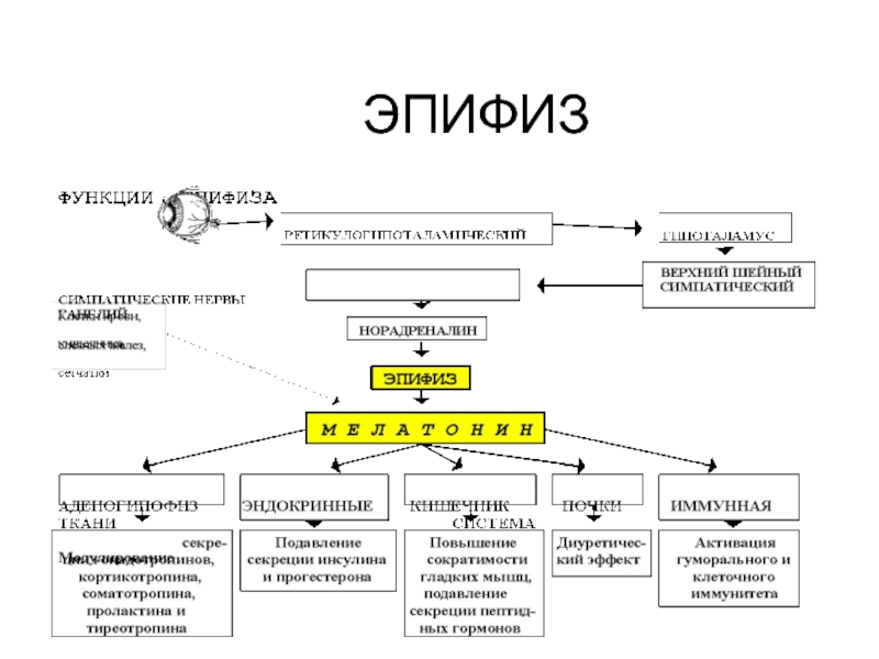 Функции эпифиза