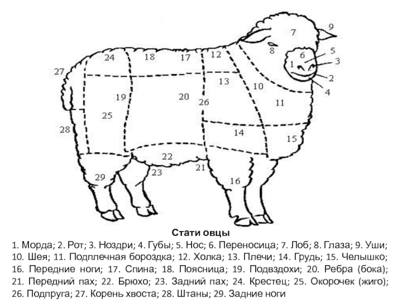 Масса поросенка и барана. Основные стати экстерьера овец. Стати овцы с обозначениями. Топография статей овцы. Оценка экстерьера овец.