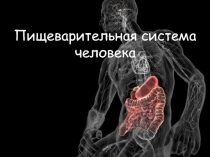 Пищеварительная система человека 4 класс