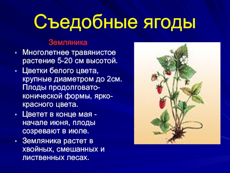 Описание земляники кратко. Доклад про землянику. Земляника краткое описание. Земляника презентация. Земляника лекарственное растение.