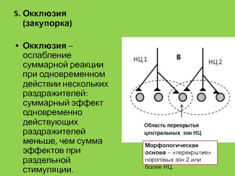 Одновременные действия. Окклюзия и обструкция разница. Окклюзия закупорка физиоло. Окклюзия при действии каких раздражителей.