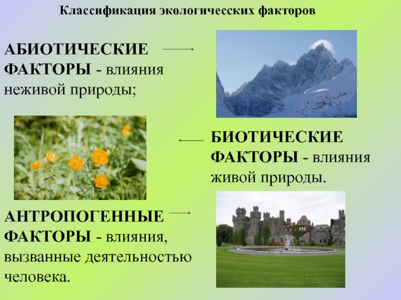 Компоненты неживой природы воздействующие. Абиотические факторы (влияние неживой природы). Влияние экологических факторов на одуванчик. Факторы живой природы антропогенные факторы. Классификация антропогенных факторов.