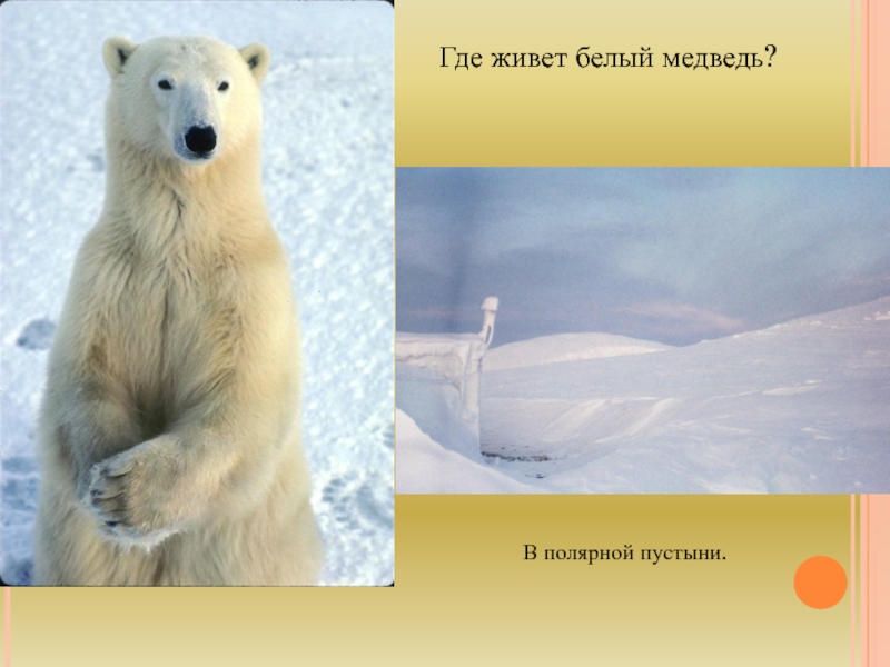Белый медведь где обитает на каком. Где живут белые медведи. Где обитает белый медведь. Где живет белыймедвкдь. Белый медведь живет в арктической пустыне.