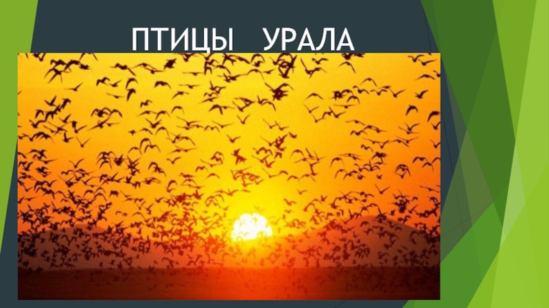 Птицы Урала