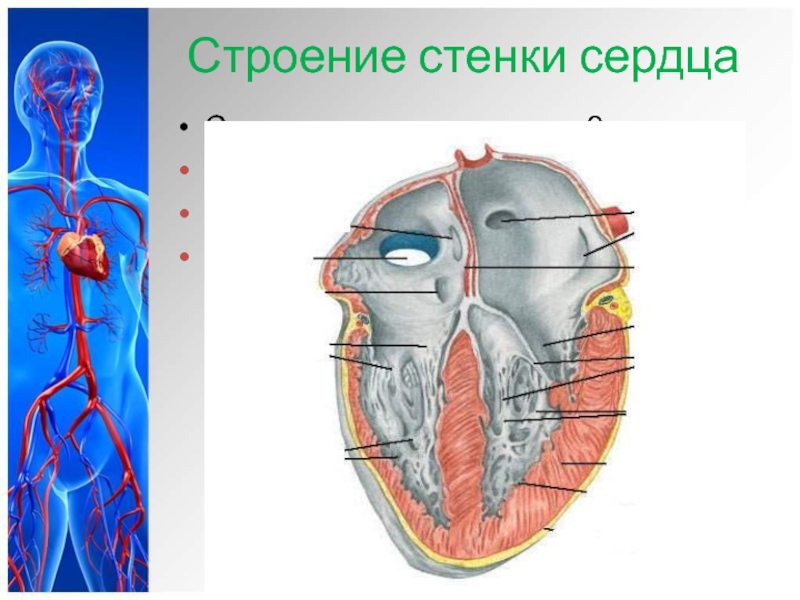 Срез стенки сердца рисунок