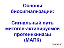 Основы
биосигнализации:
Сигнальный путь митоген-активируемой протеинкиназы
( MA