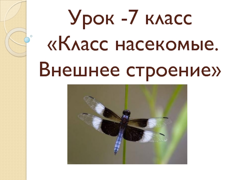 Презентация Класс насекомые. Внешнее строение